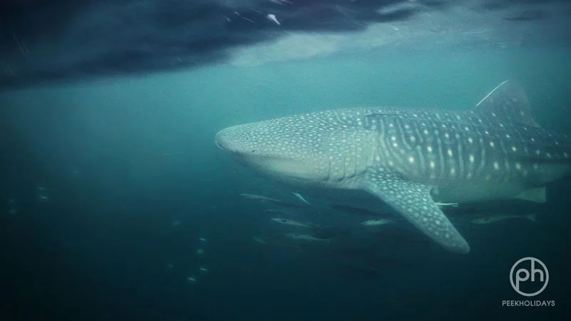 peekholidays-derawan whaleshark