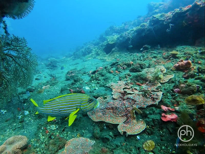 peekholidays-dive-tulamben-bali