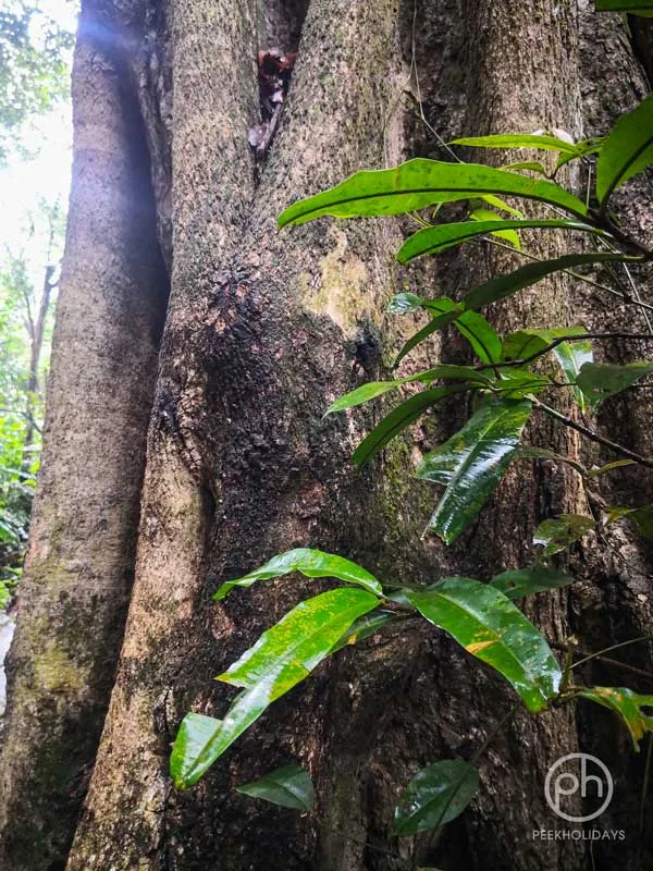 peekholidays-macritchie