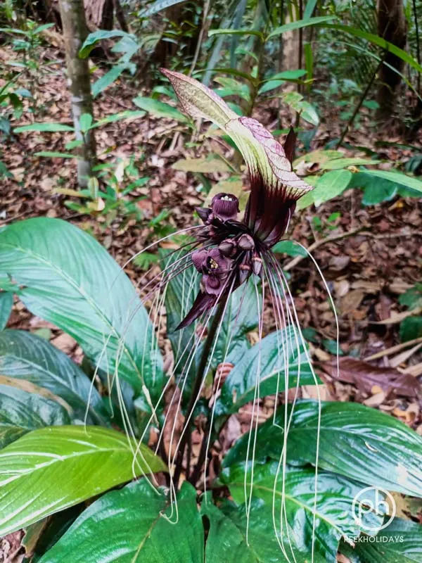 peekholidays-macritchie
