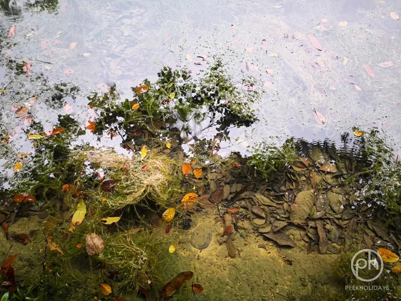 peekholidays-macritchie