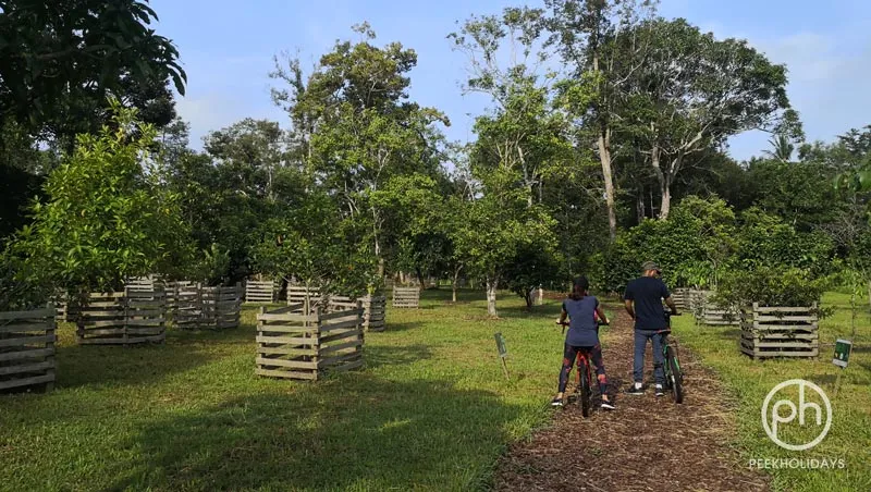 peekholidays-pulau ubin singapore