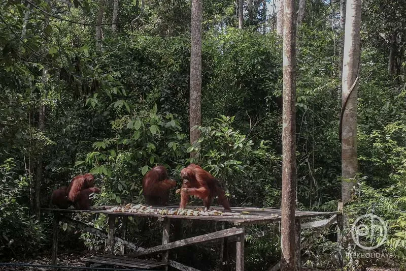 peekholidays-orangutan-tanjung puting