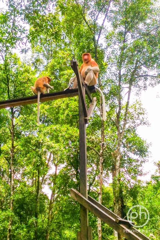 peekholidays-bekantan-wildlife indonesia
